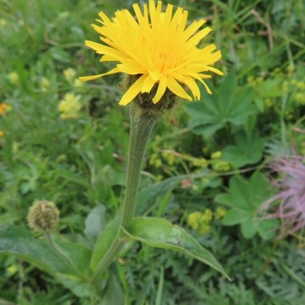 Crepis pontana Fleur