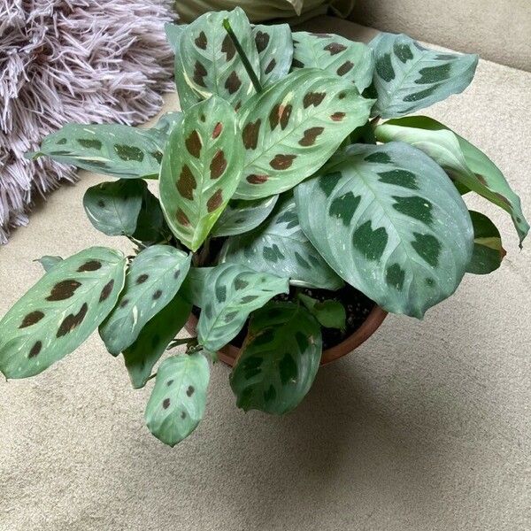 Maranta leuconeura Buveinė