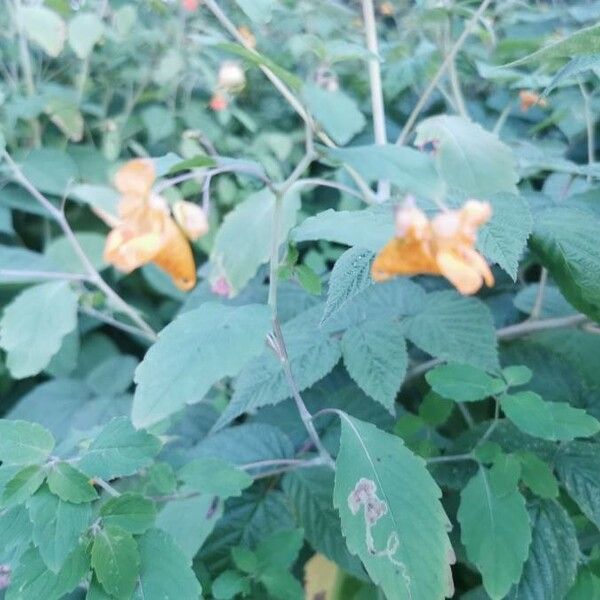 Impatiens capensis Blüte