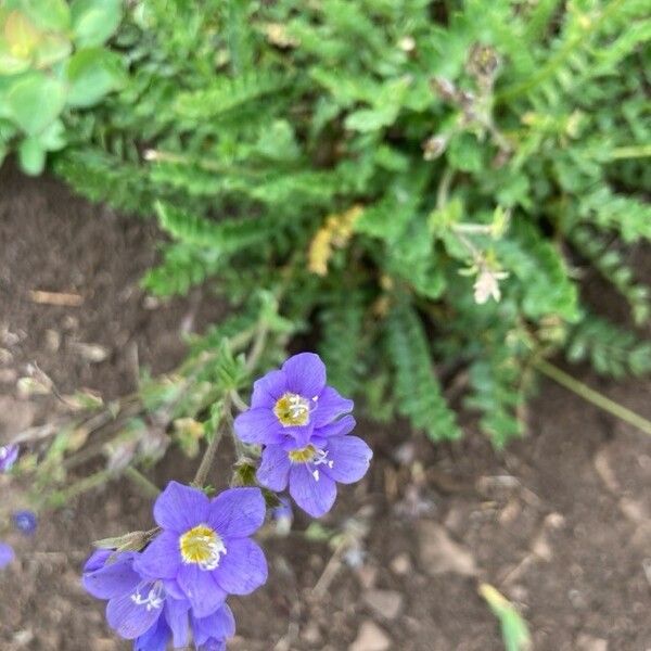 Polemonium pulcherrimum 花