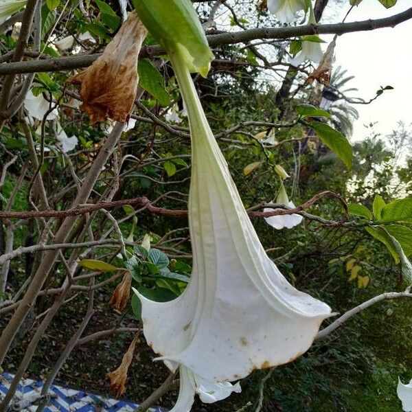 Brugmansia suaveolens Blüte