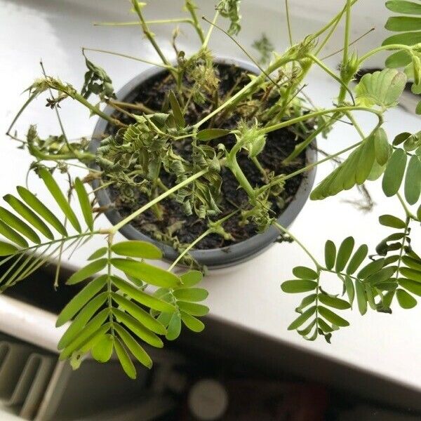 Mimosa pudica Лист