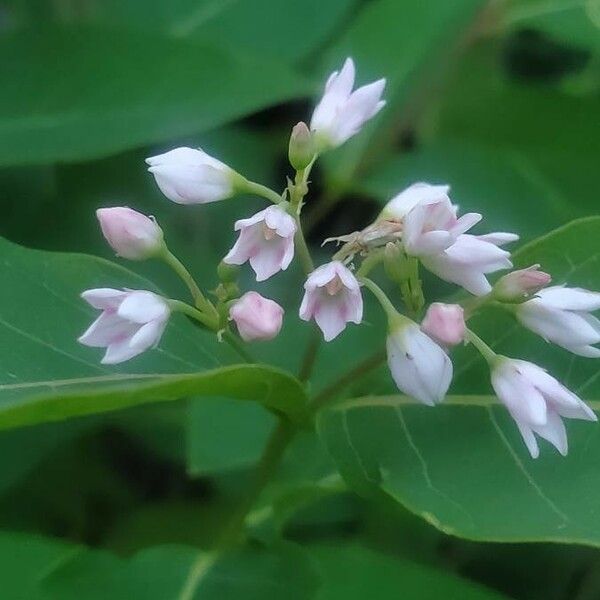 Apocynum androsaemifolium Flower