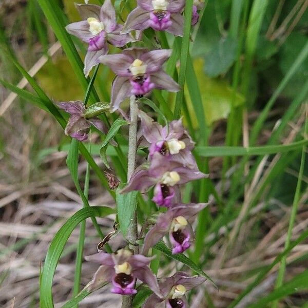 Epipactis helleborine Blad