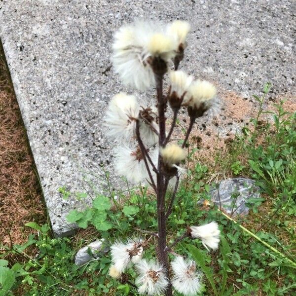 Petasites paradoxus Λουλούδι