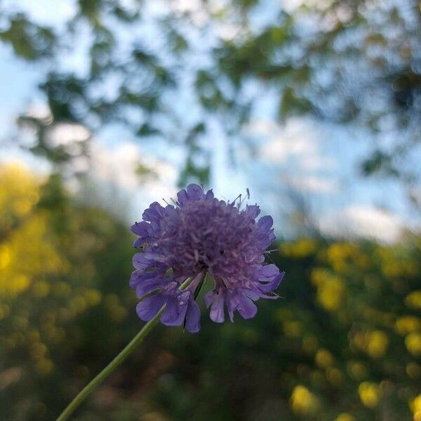 Scabiosa triandra Fiore