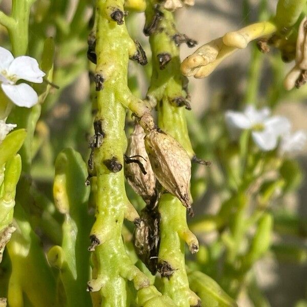 Cakile maritima Schors