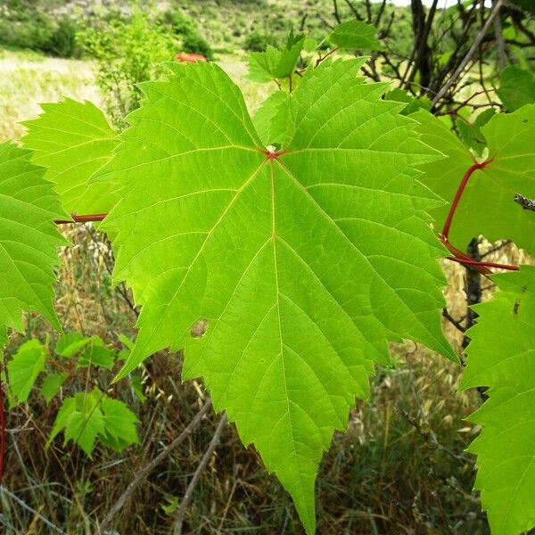 Vitis riparia Folio