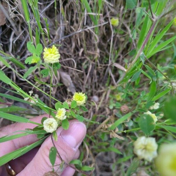 Trifolium campestre Flor