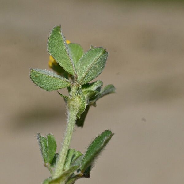 Medicago minima Frunză