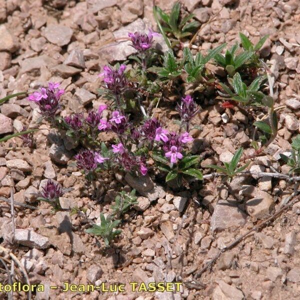 Thymus dolomiticus অভ্যাস