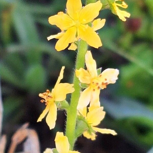 Agrimonia eupatoria 花