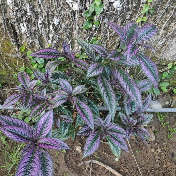 Strobilanthes auriculata Leaf