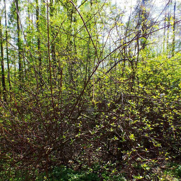 Cornus amomum ശീലം