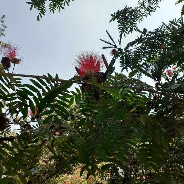 Calliandra surinamensis Flower