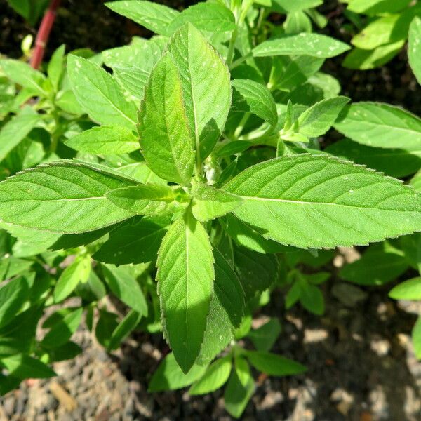 Mentha canadensis Feuille