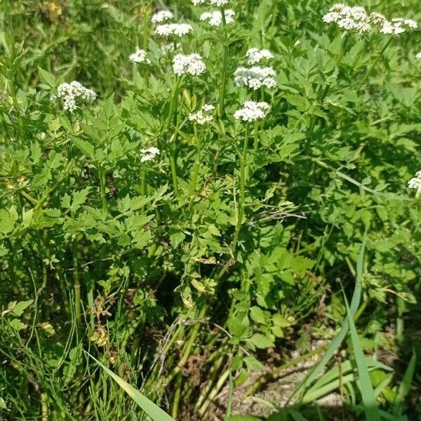 Oenanthe javanica Habit