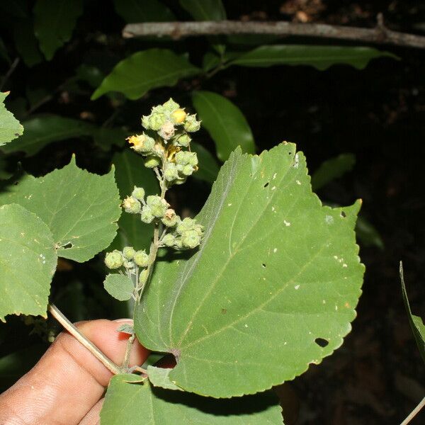 Allosidastrum pyramidatum Blad