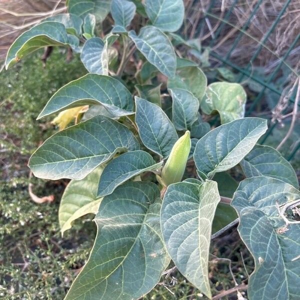 Datura wrightii Лист