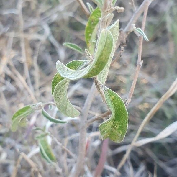 Solanum lanzae Leaf