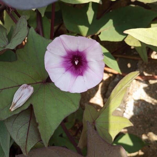 Ipomoea batatas Кветка