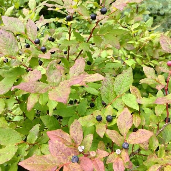 Vaccinium membranaceum Blad