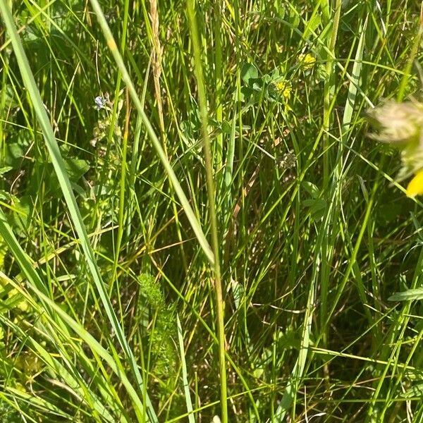 Festuca rubra Blatt