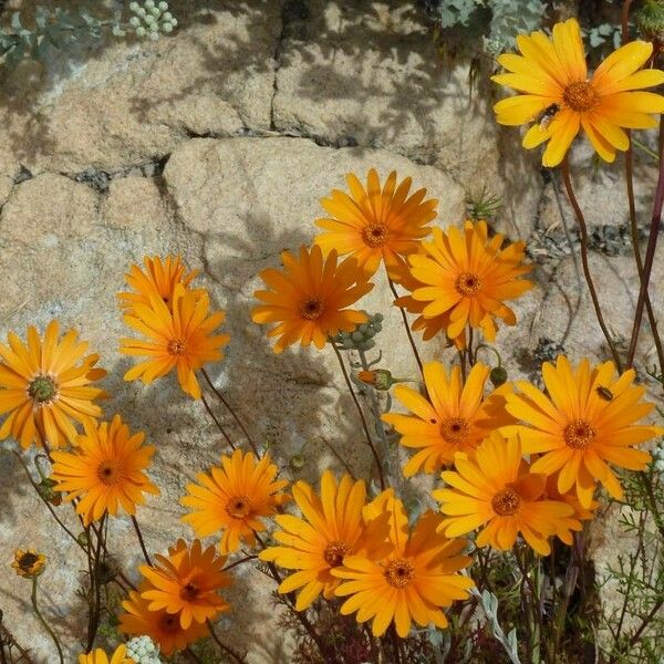 Dimorphotheca sinuata Blomma