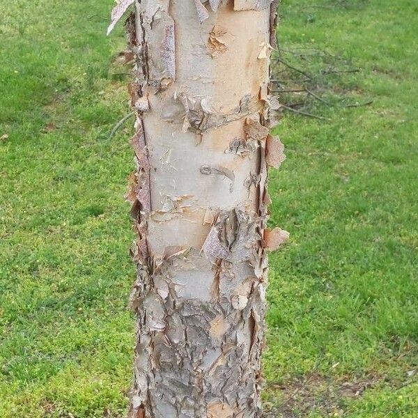 Betula nigra Kéreg