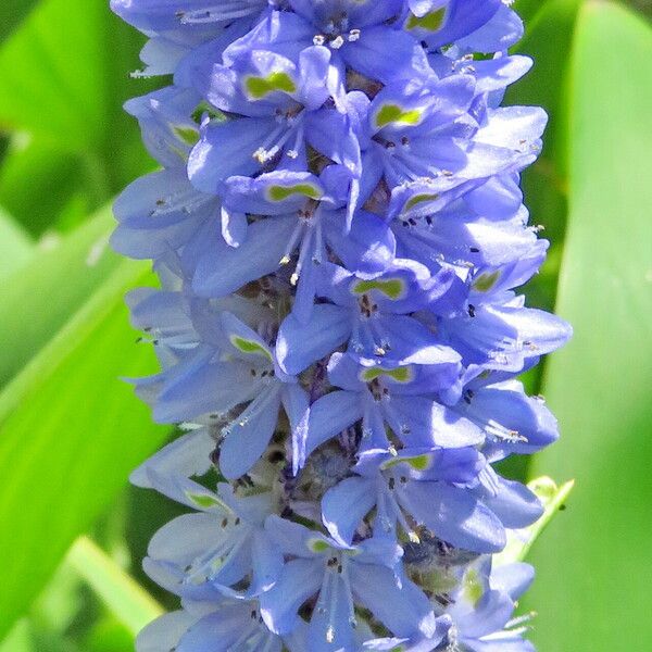 Pontederia cordata Bloem