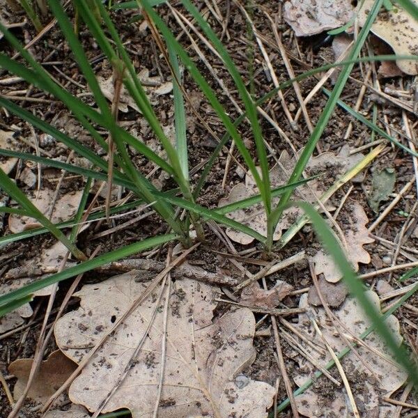 Carex divisa Blad