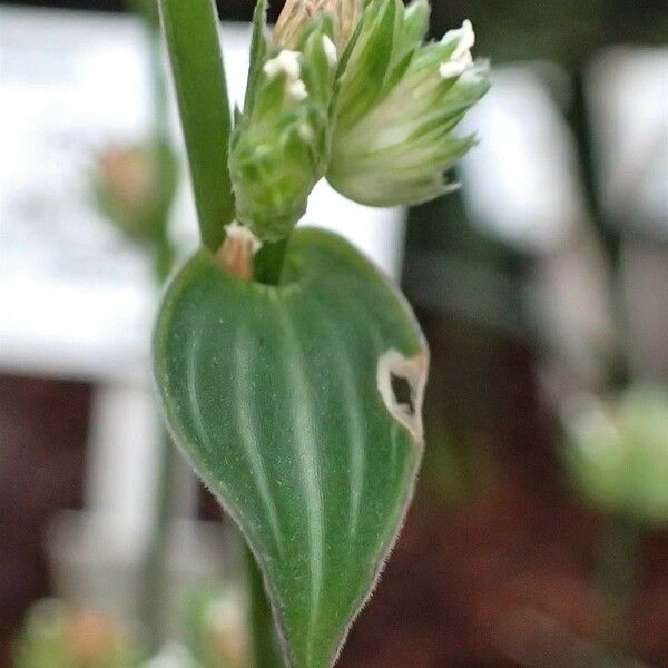 Callisia gentlei Leaf