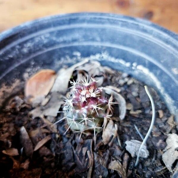 Echinocereus viridiflorus Blatt