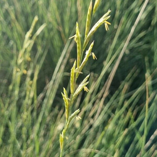 Brachypodium phoenicoides Кветка