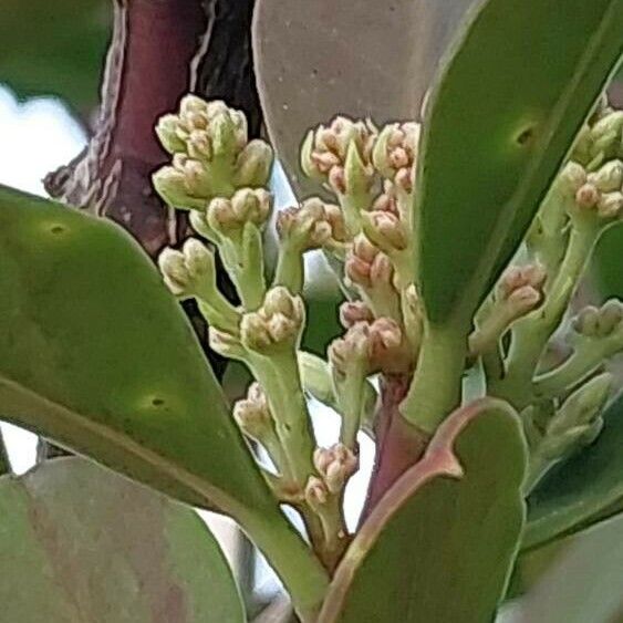 Acokanthera oblongifolia Цветок