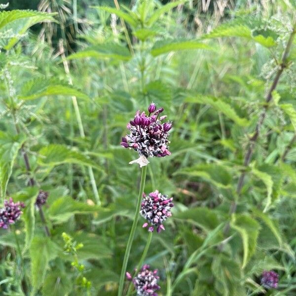 Allium scorodoprasum Floro