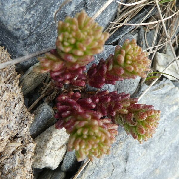 Sedum annuum Blatt