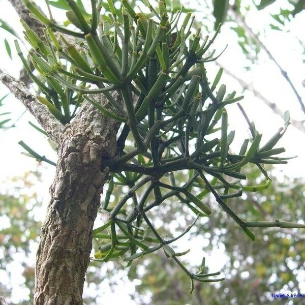 Korthalsella disticha Habit