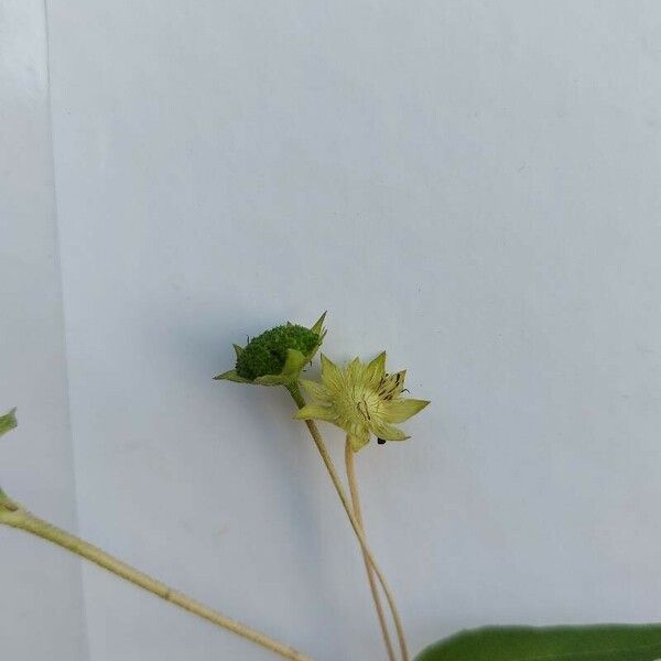 Eclipta prostrata Flower