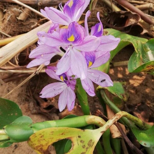 Pontederia crassipes Blüte