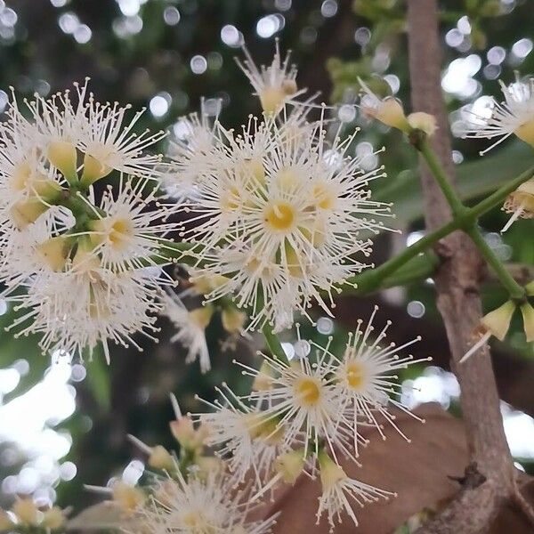 Syzygium cumini Квітка