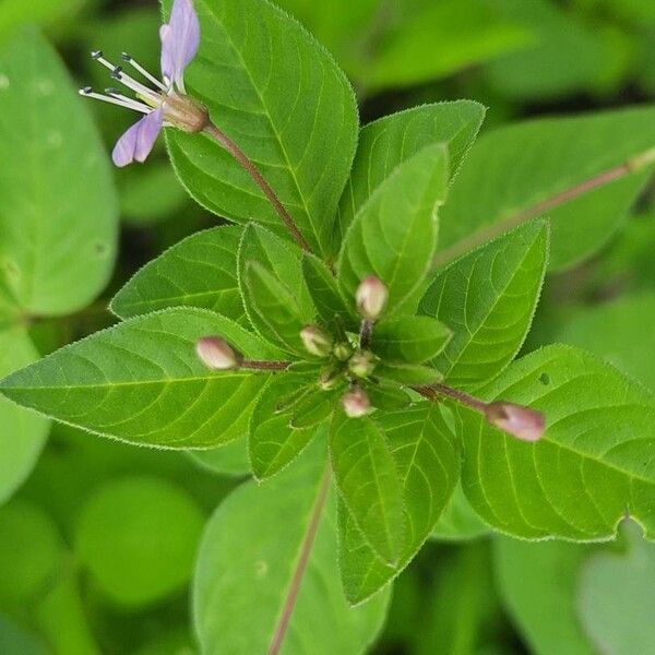 Cleome rutidosperma Květ