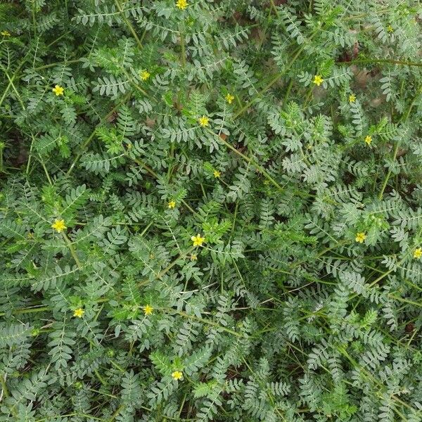 Tribulus terrestris Buveinė