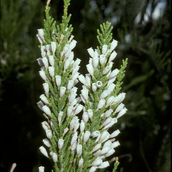 Fabiana imbricata Flower