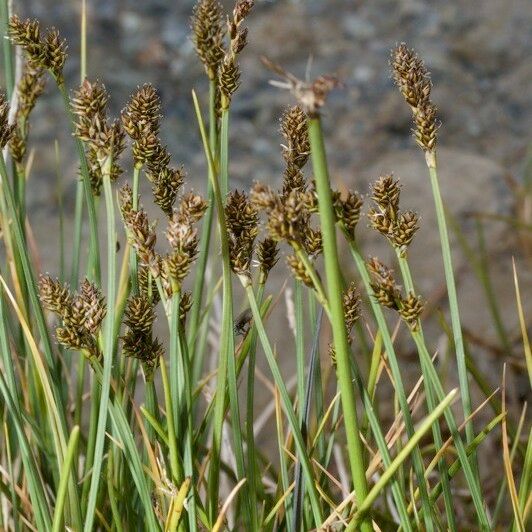 Carex lachenalii Habitus