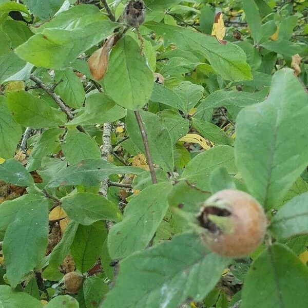 Mespilus germanica Плод