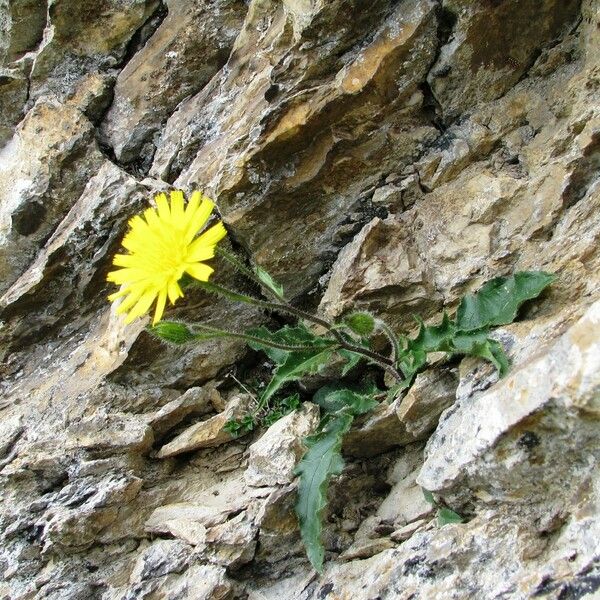 Hieracium humile Hábito