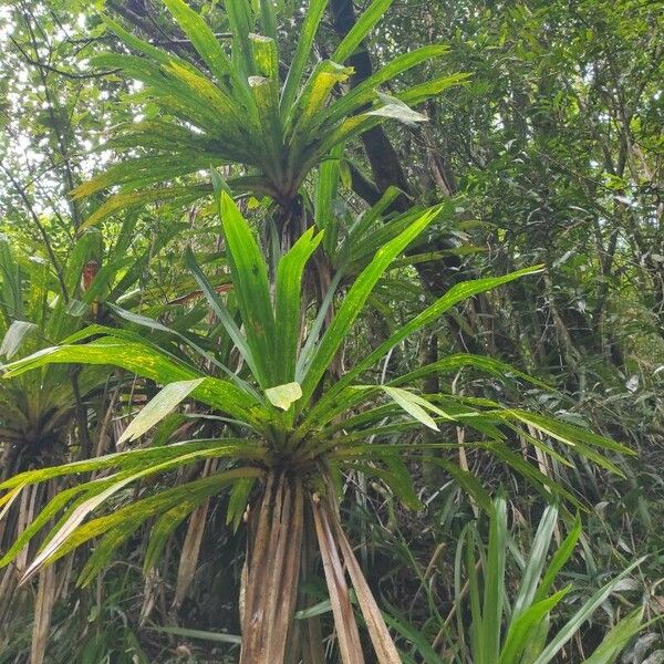 Pandanus purpurascens Folio