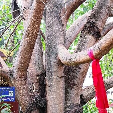 Ficus religiosa Écorce