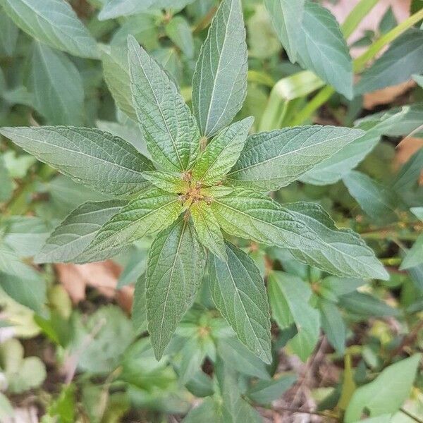 Acalypha virginica Leaf